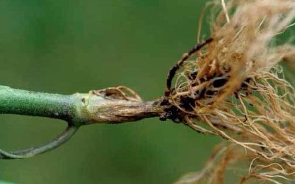 Podridão radicular