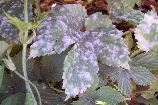  Mealy dew on strawberries
