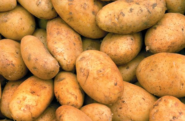  Varietà di patate Breeze
