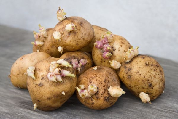 Prima di piantare, i tuberi vengono germinati per 15 giorni alla luce