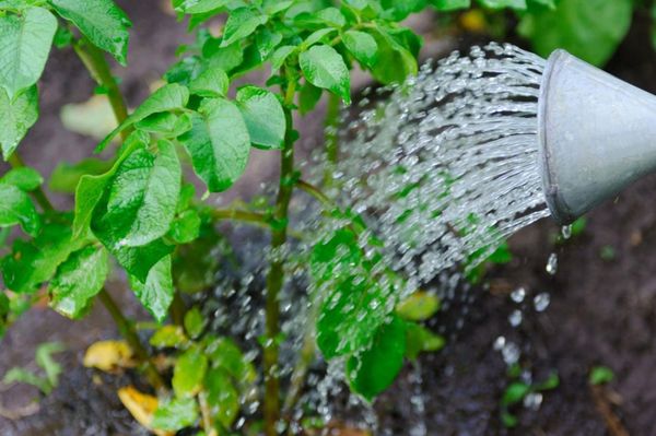  L'irrigazione è necessaria 15 giorni dopo la germinazione