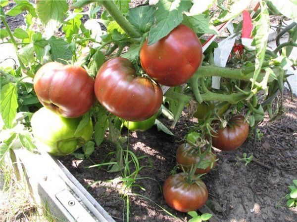  Os arbustos do Príncipe Negro são bastante altos, por isso os caules e escovas devem ser amarrados de modo que os brotos não quebrem sob o peso dos tomates.