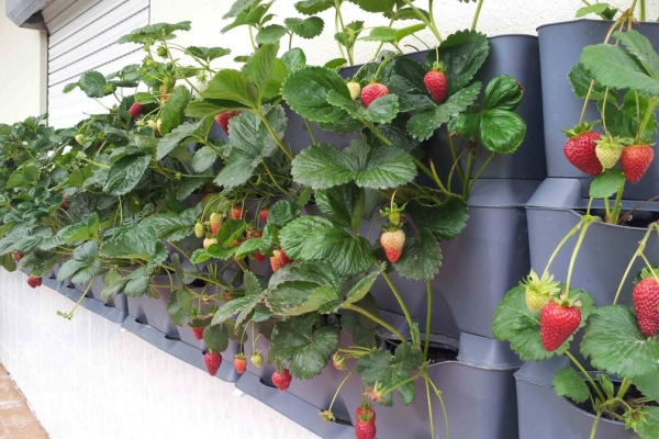  Equipment required: planting container, irrigation and lighting system