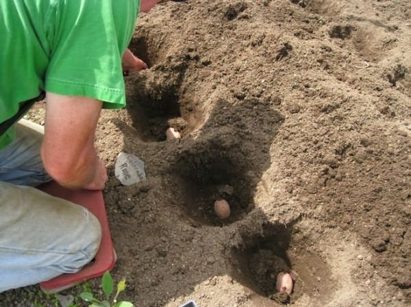  Per la semina di patate Impala si preferiscono le aree precedentemente utilizzate per la coltura dei legumi, le colture invernali e le erbe perenni.