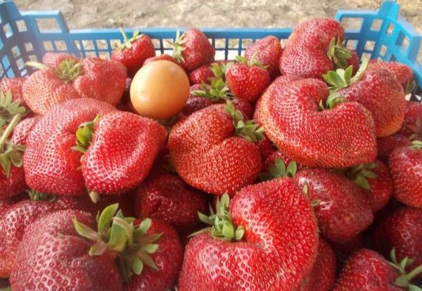  Strawberry Chamora Turusi