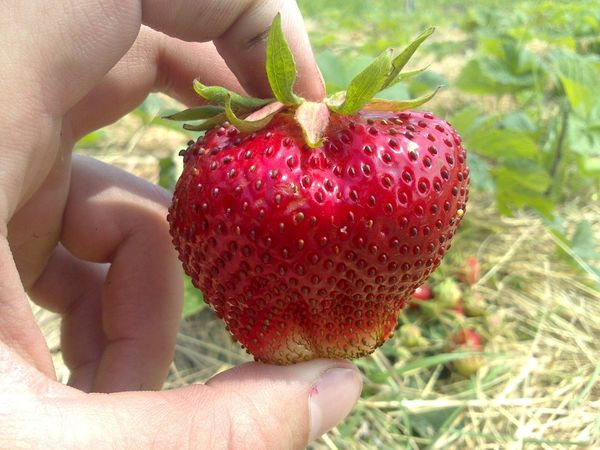  Seeds of Chamora Turusi are extracted from large berries