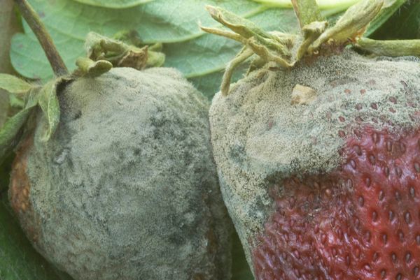  Gray rot on the fruits of Chamora Turusi