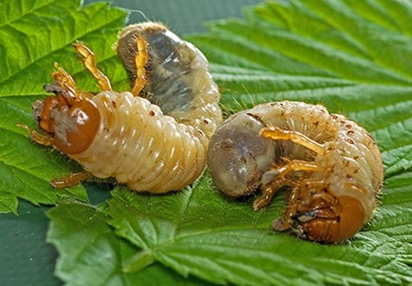  Maybot larvae
