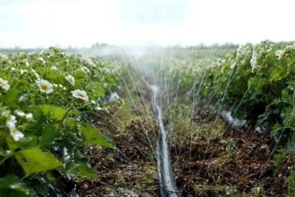  Strawberry Chamora Turusi requires abundant watering