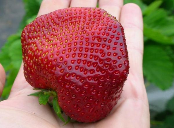  The weight of Chamora Turusi berry can reach 110 grams