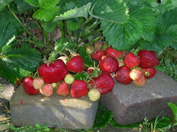  The size of the fruit begins to decrease by 4-5 years
