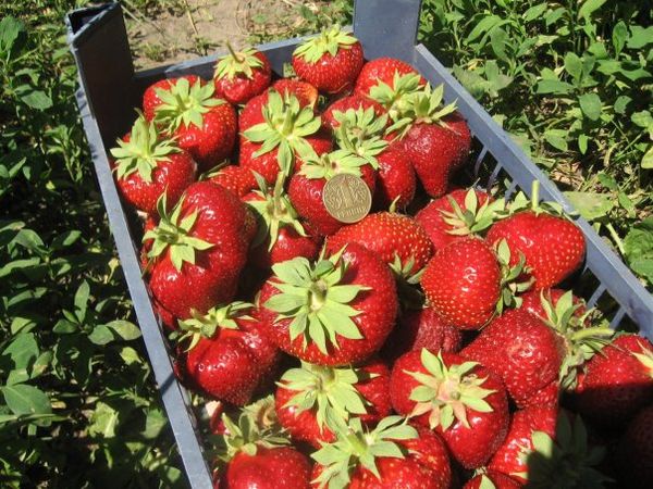  It is believed that Chamora Turusi is a product of Japanese breeding.