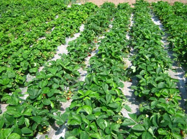  Extensive territory is required for planting a variety.