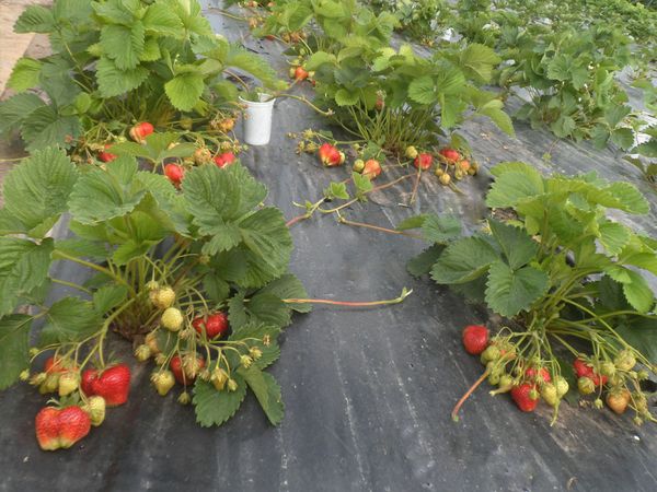  Agrofibre can be used to get an earlier harvest.
