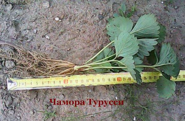  The success of the cultivation depends on the quality of the seedlings.