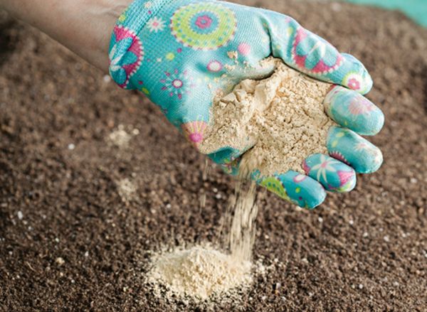  The success of the cultivation depends on the quality of the seedlings.