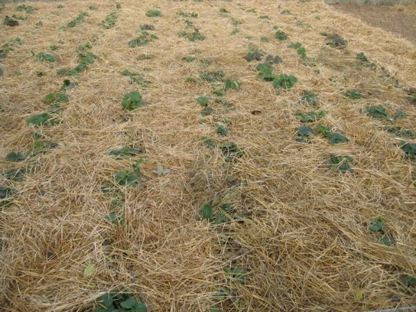  Before the onset of cold weather, the earth is covered with a layer of sawdust