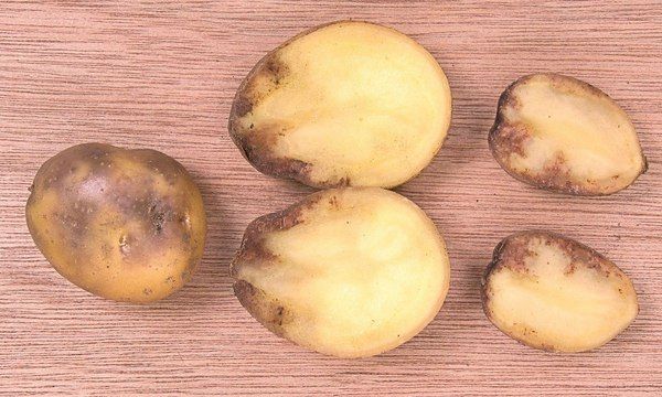  Le patate diventano nere