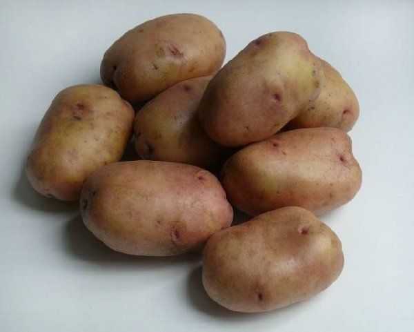  Le varietà precoci di patate mature non sono destinate alla conservazione a lungo termine.