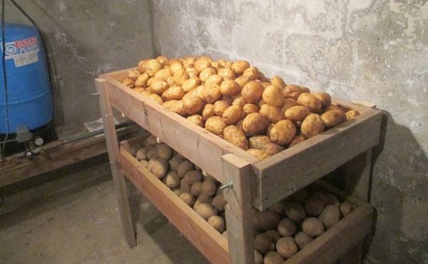  È meglio conservare le patate in una cantina con una temperatura di + 4 + 6 gradi