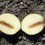  Tuberi colpiti dalla gamba nera