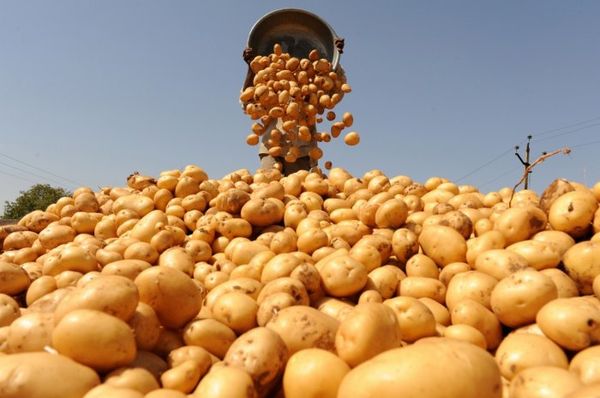  Dopo la raccolta per 20 giorni, le patate devono essere ventilate all'aperto.