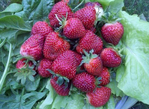  Strawberry varieties Black Prince