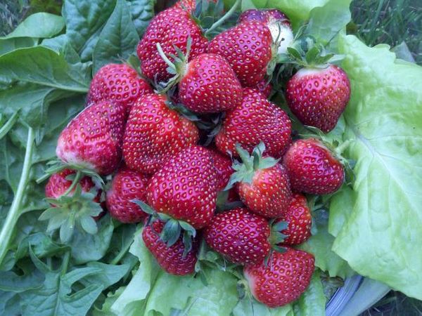  Strawberry varieties Black Prince