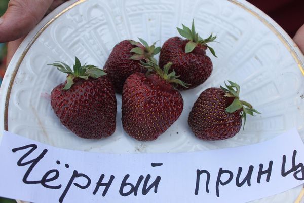  From this variety, you can make jam, jam, liquor