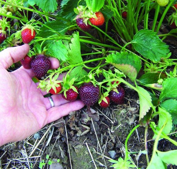 Bush varieties black prince amazes with its unusual appearance