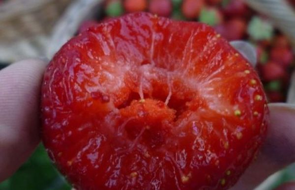  With one weave you can get about 200 kg of berries