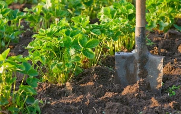  Plant this variety in a very sunny place.
