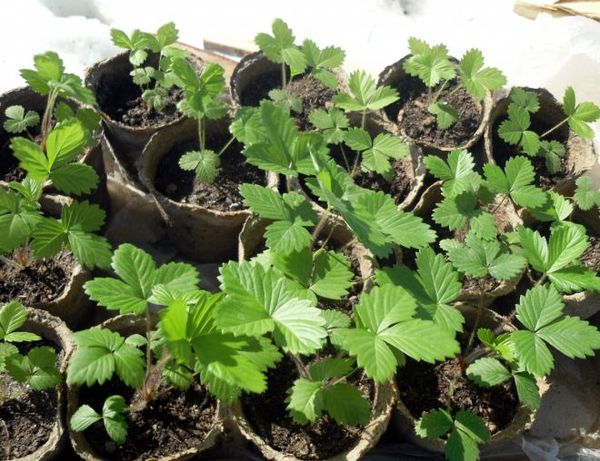  Strawberry seedling Black Prince