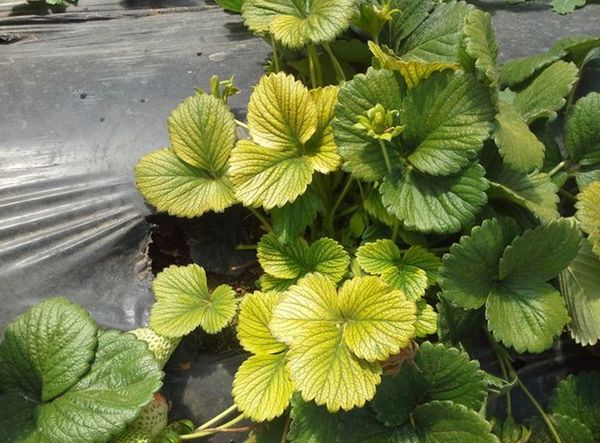  Strawberry leaf yellowing due to lack of trace elements