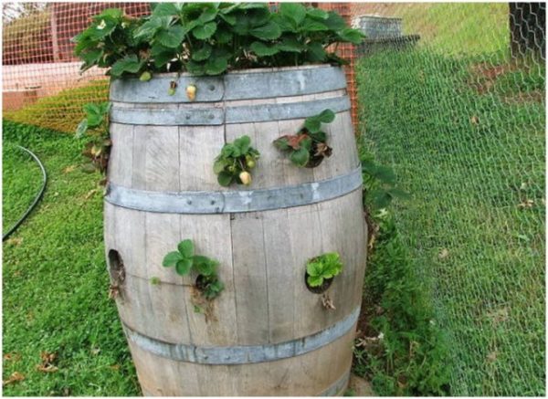  Strawberries in a wooden barrel