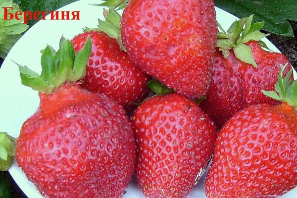  The variety of medium ripening, bears fruit every year, resistant to fungal diseases
