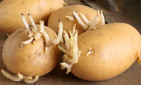  Impala di patate da semi