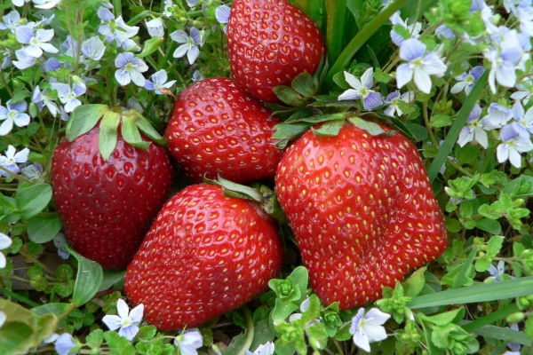  The varieties Roxana, Zagornaya, Queen Elizabeth, Festivalnaya, Rusanka, Desnianka are best suited
