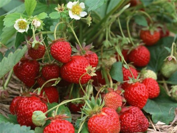  Marshmallow di fragole in giardino