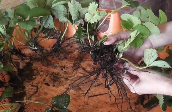  Division of strawberry bush Crown