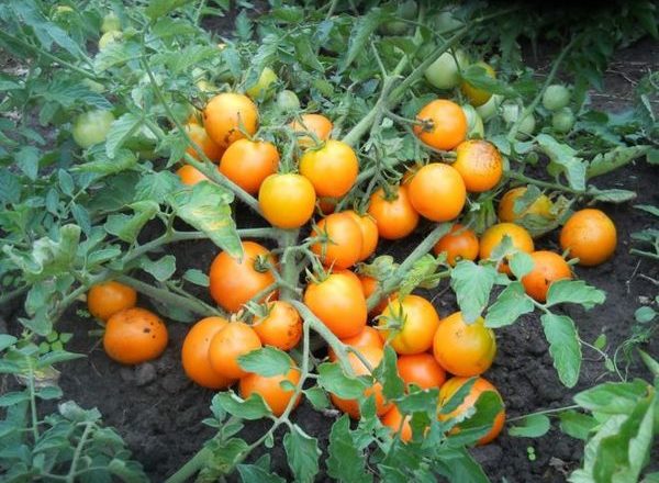  Determinada variedade de tomates
