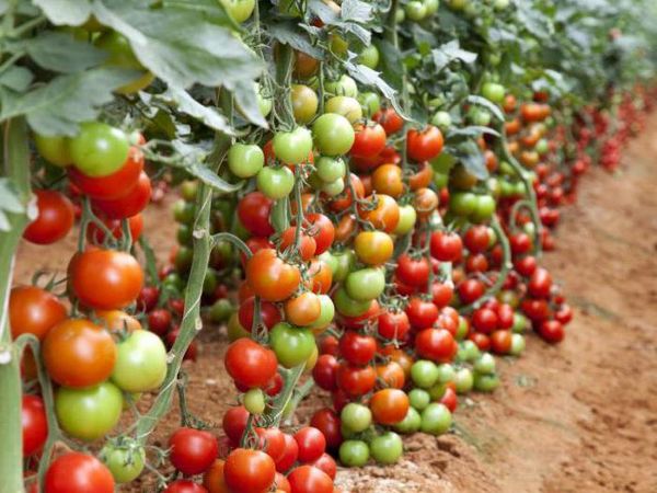  Variedade determinante de tomate