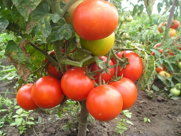  As classes padrão são usadas para o cultivo industrial, são despretensiosas