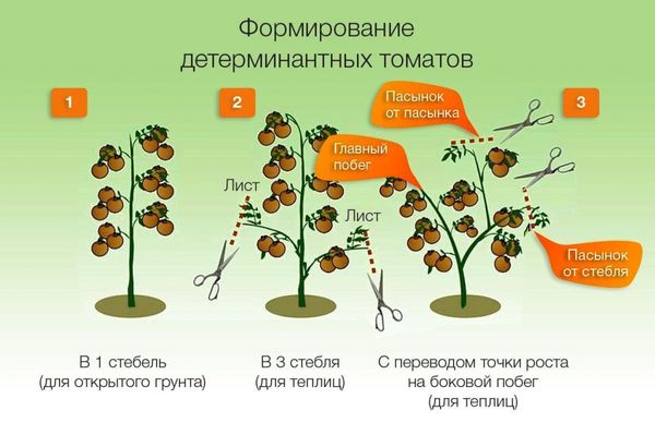  Determinar o Esquema de Crescimento de Variedades