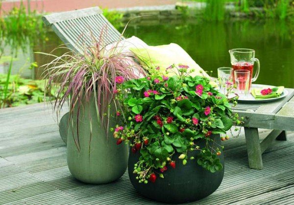  Strawberry Tuscany often used in landscape design.