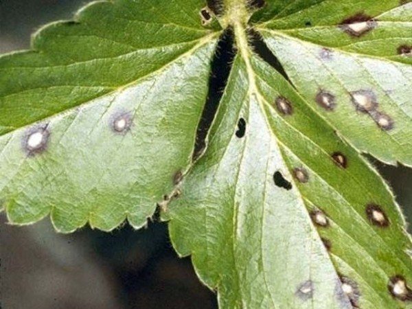  Brown spots on leaves of strawberry Vicoda