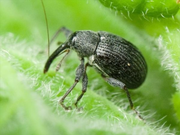 Strawberry weevil