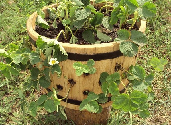  Strawberries in an oak barrel