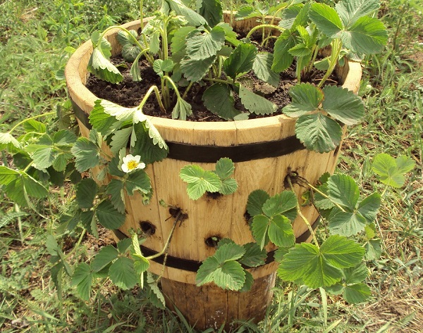  Strawberries in an oak barrel