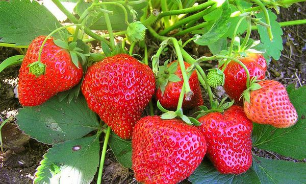  Strawberry varieties Elizabeth